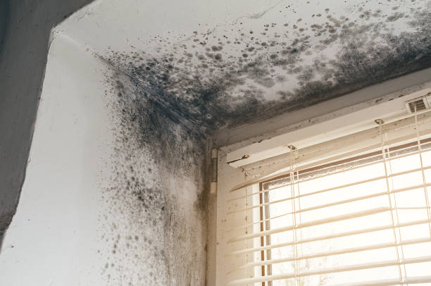 Affordable Mold Cleanup solutions in Stephenson, VA